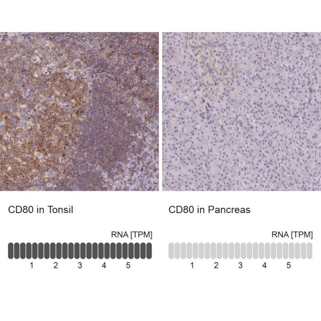 CD80 Antibody