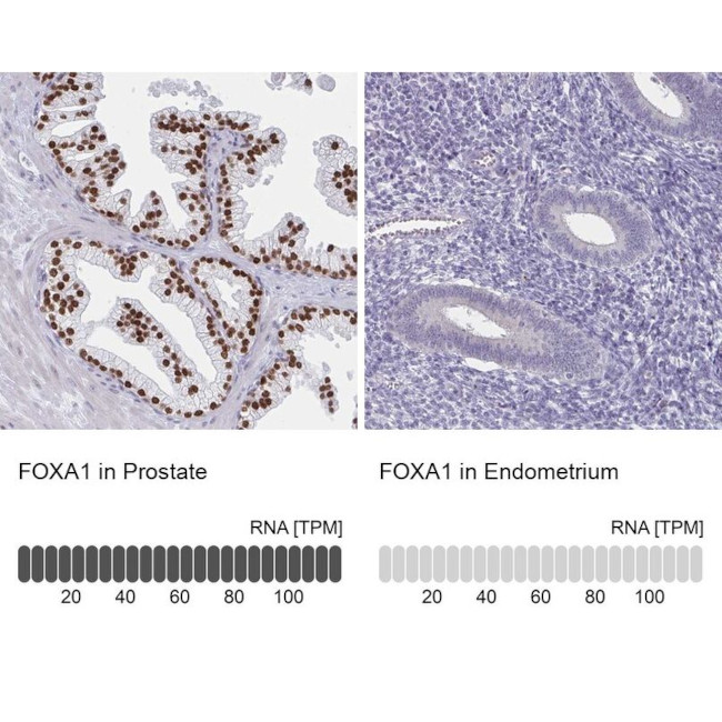 FOXA1 Antibody