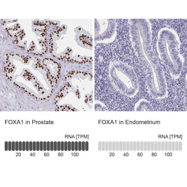 FOXA1 Antibody