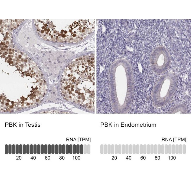 PBK Antibody