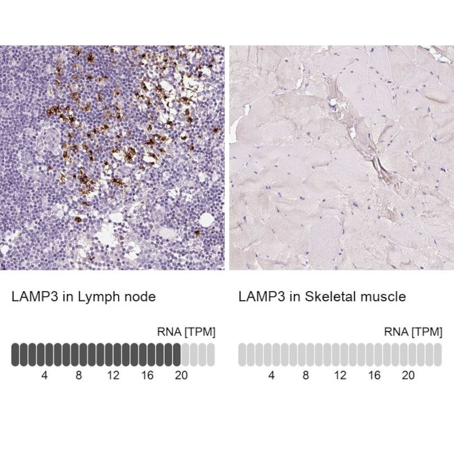 LAMP3 Antibody