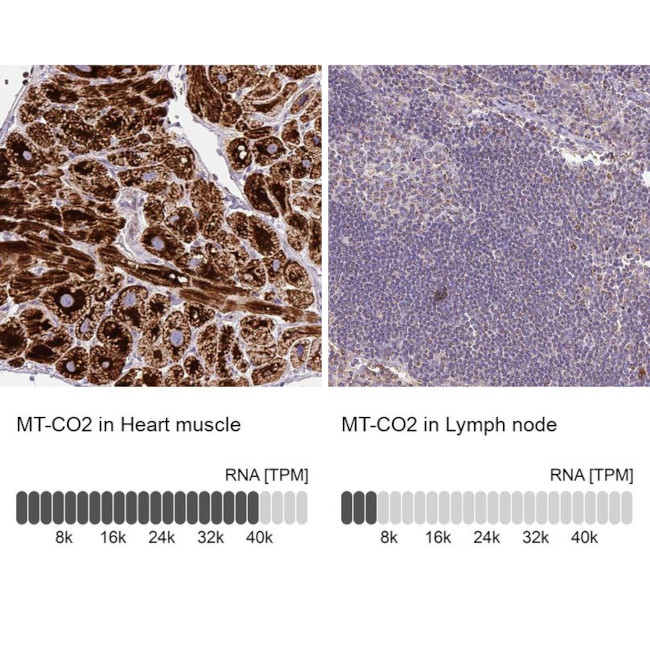 MT-CO2 Antibody