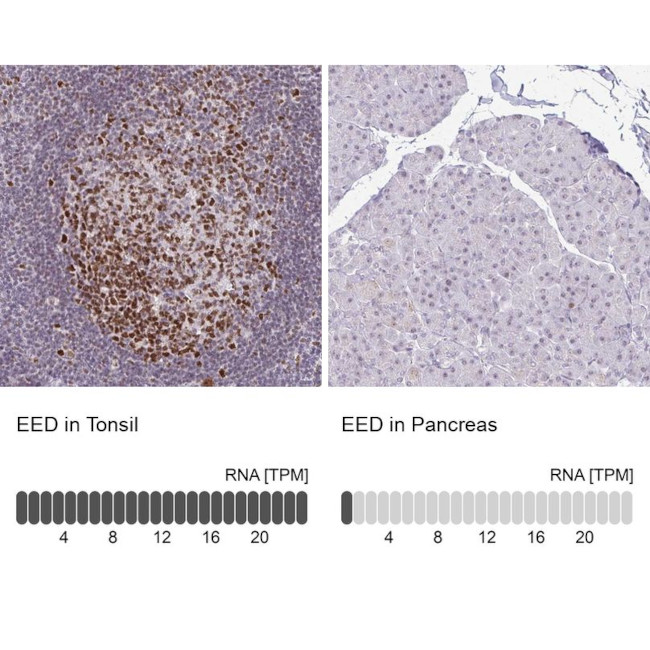 EED Antibody