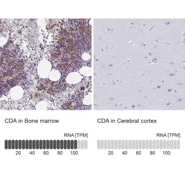 CDA Antibody