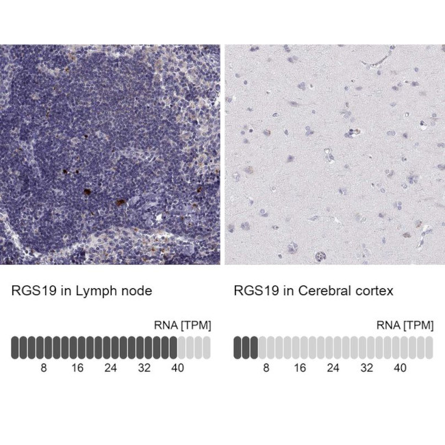 RGS19 Antibody