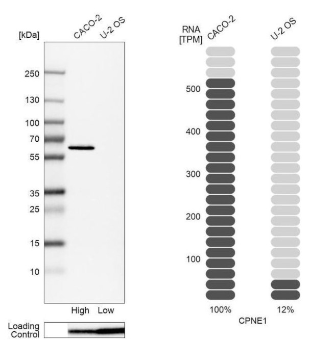 CPNE1 Antibody