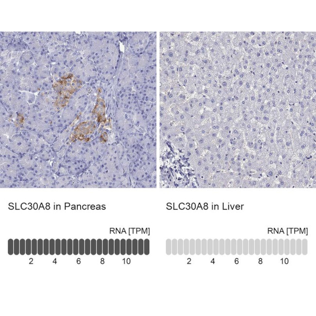 SLC30A8 Antibody