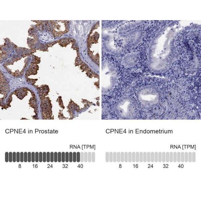 CPNE4 Antibody