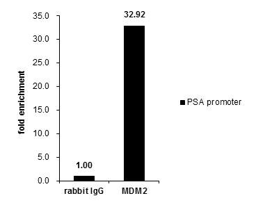 MDM2 Antibody in ChIP Assay (ChIP)