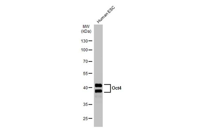 OCT4 Antibody in Western Blot (WB)