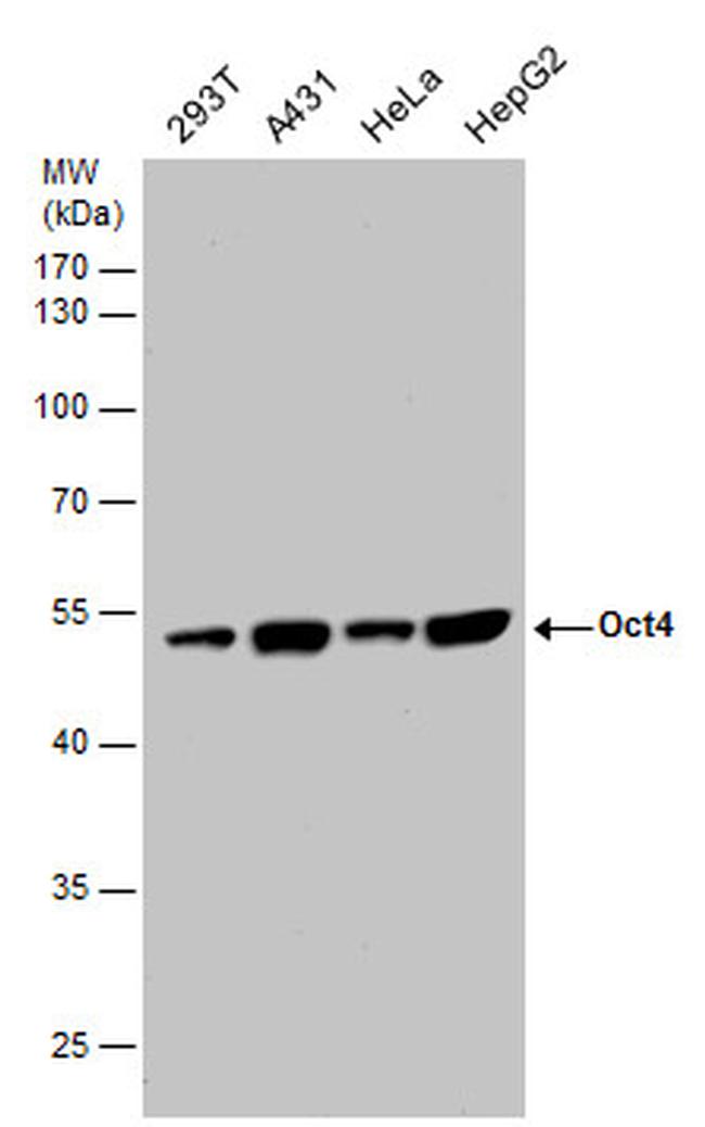 OCT4 Antibody in Western Blot (WB)