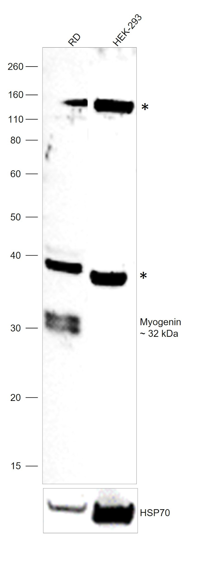 Myogenin Antibody in Western Blot (WB)