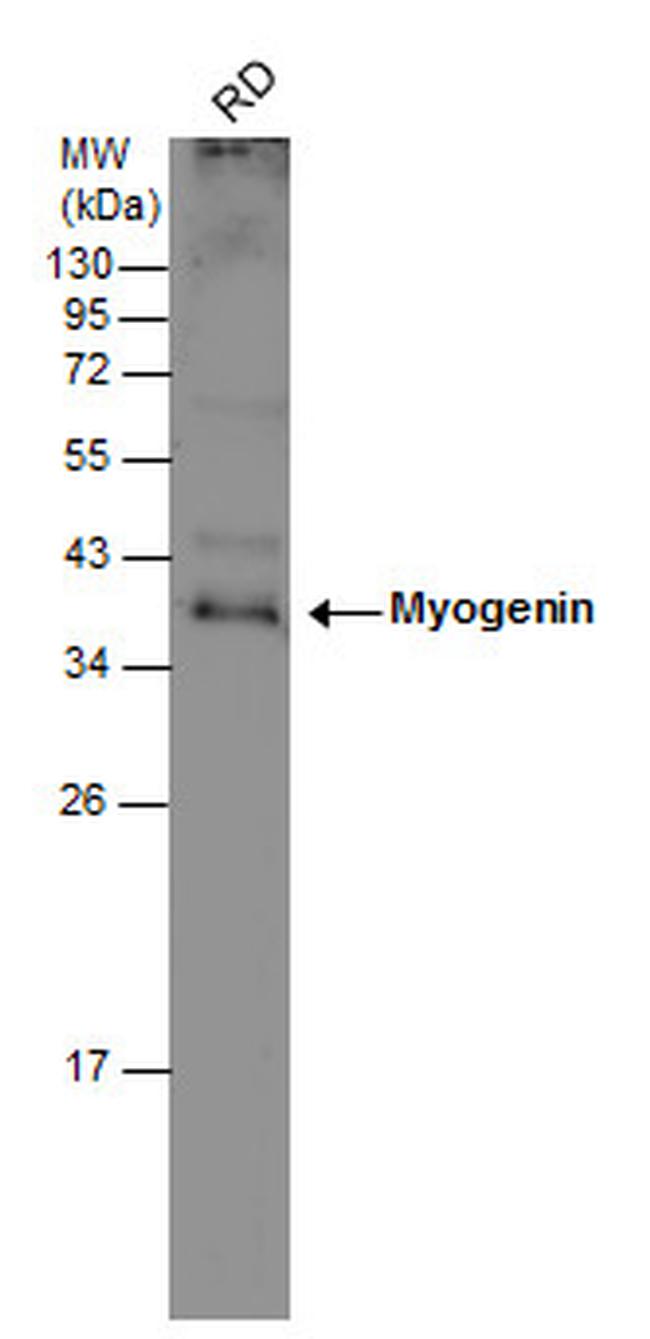 Myogenin Antibody in Western Blot (WB)