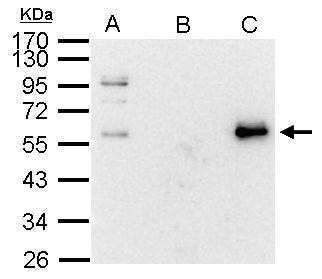 c-Myc Antibody in Immunoprecipitation (IP)