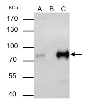 TCF3 Antibody in Immunoprecipitation (IP)