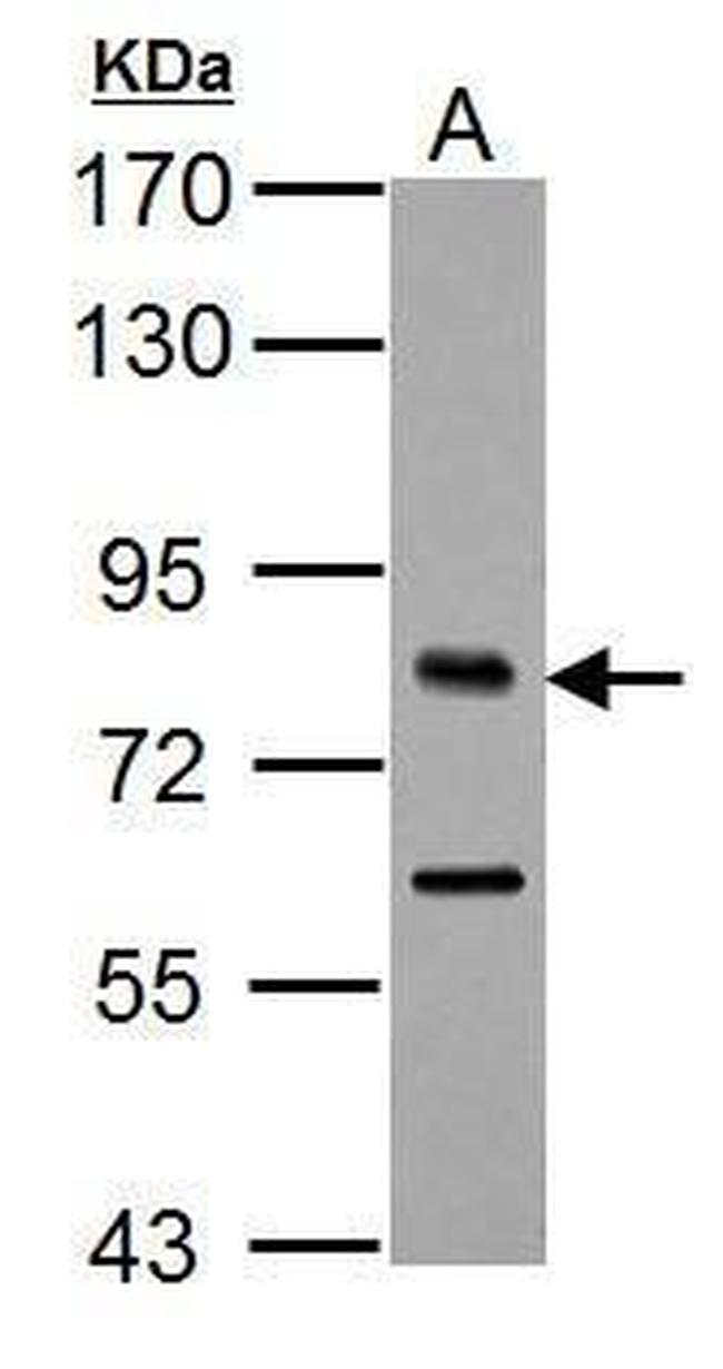 TCF3 Antibody in Western Blot (WB)