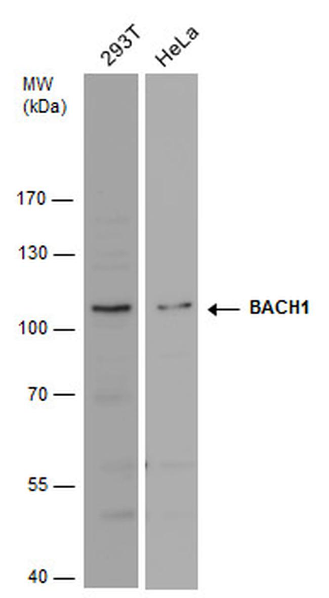 BACH1 Antibody in Western Blot (WB)