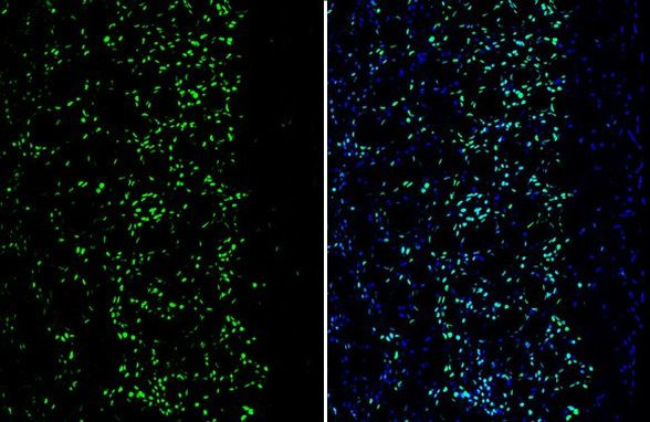 Phospho-MEF2C (Thr20) Antibody in Immunohistochemistry (Frozen) (IHC (F))