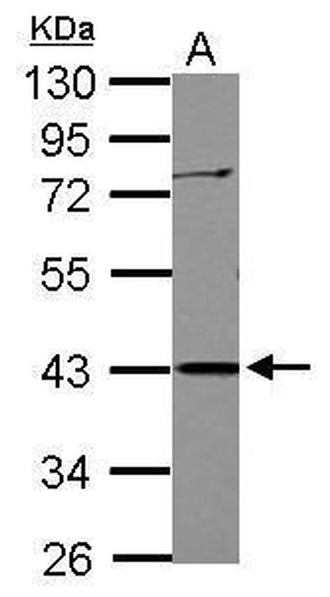 APOBEC3G Antibody in Western Blot (WB)