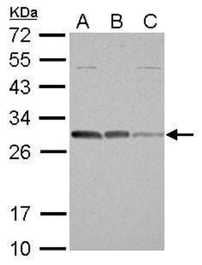 Bcl-10 Antibody in Western Blot (WB)