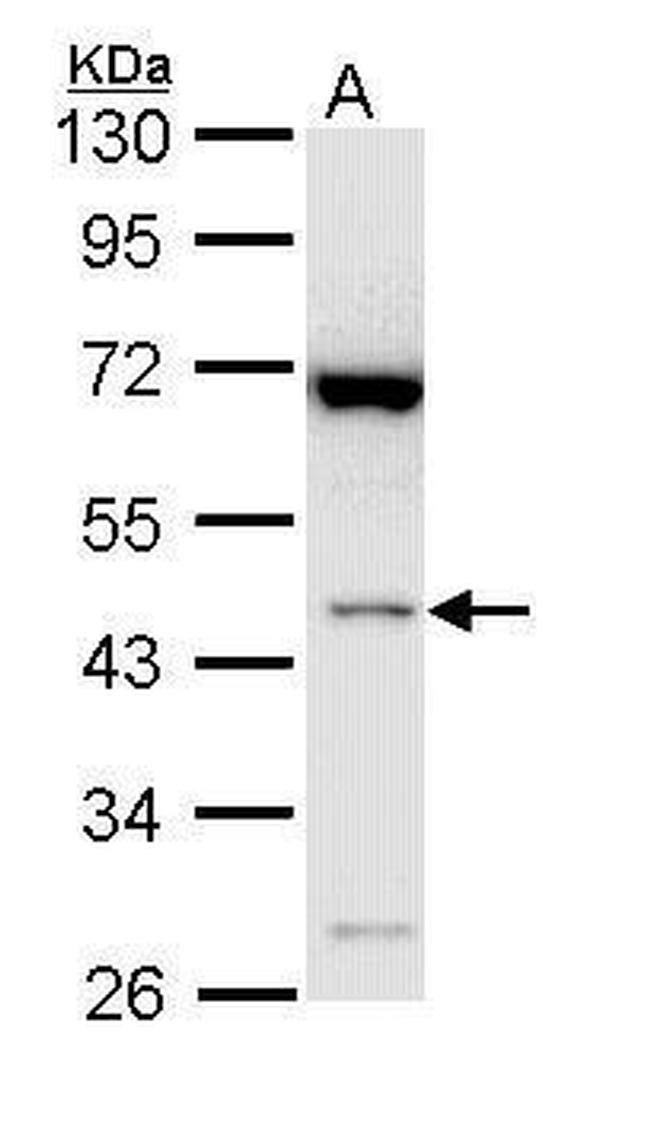 Bif1 Antibody in Western Blot (WB)