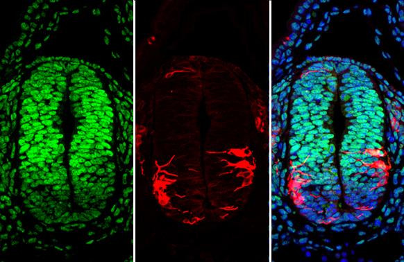 PAX6 Antibody in Immunohistochemistry (Paraffin) (IHC (P))