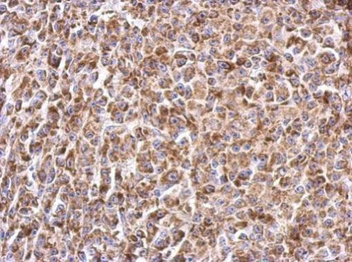 Prohibitin Antibody in Immunohistochemistry (Paraffin) (IHC (P))