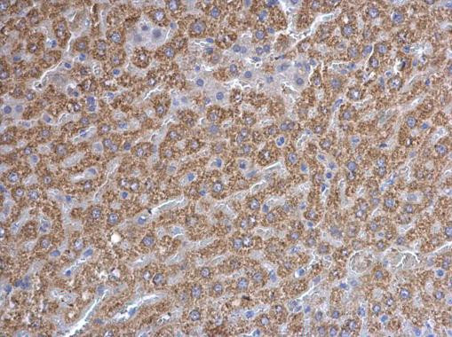 Prohibitin Antibody in Immunohistochemistry (Paraffin) (IHC (P))