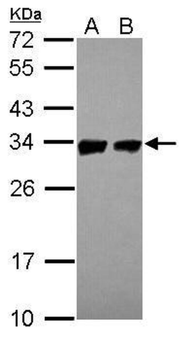 Prohibitin Antibody in Western Blot (WB)