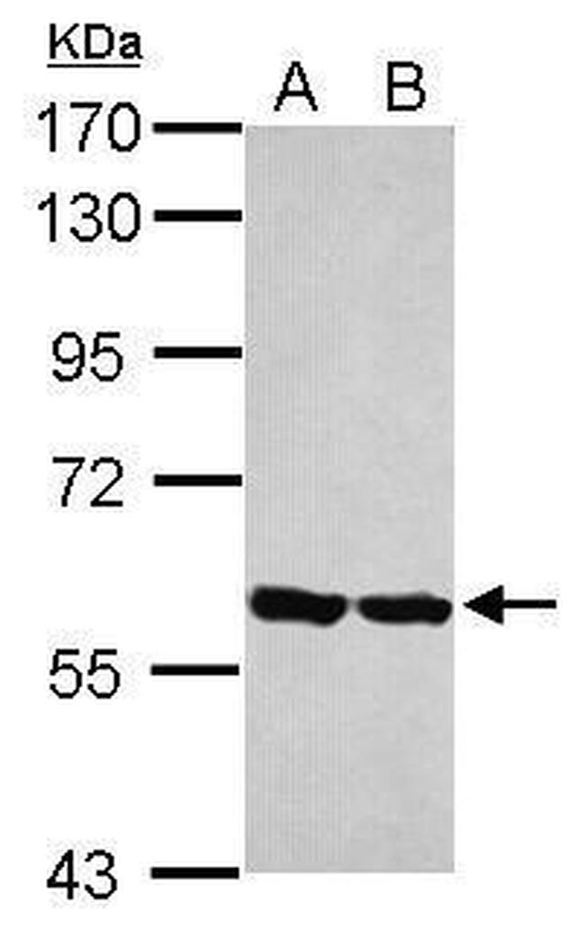 ERp57 Antibody in Western Blot (WB)