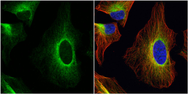 ERp57 Antibody in Immunocytochemistry (ICC/IF)