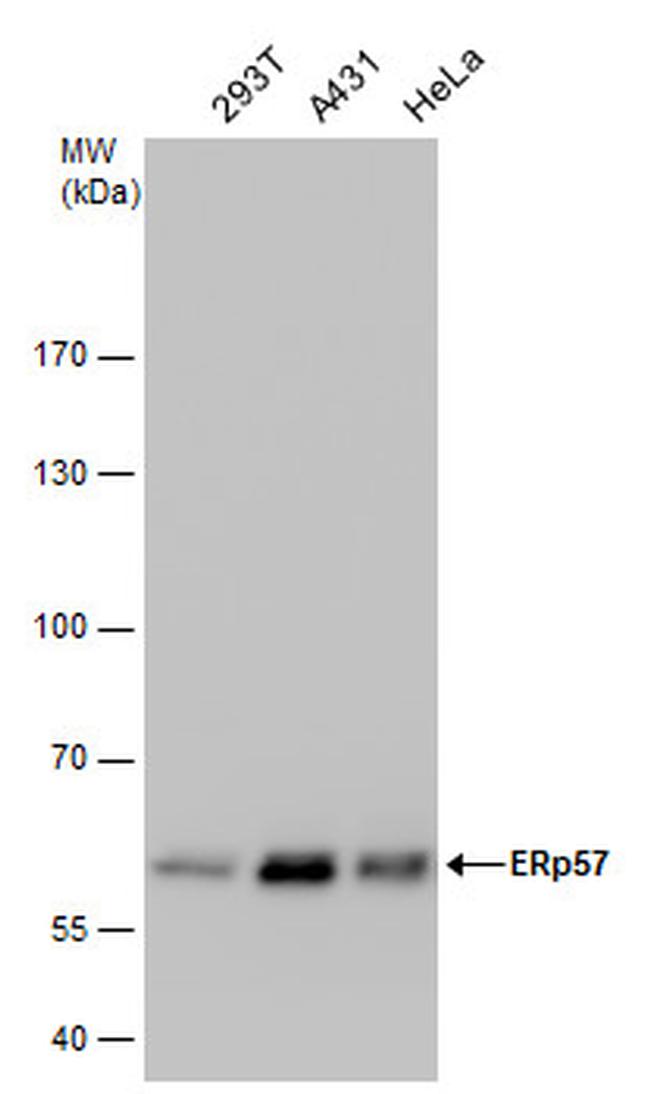 ERp57 Antibody in Western Blot (WB)