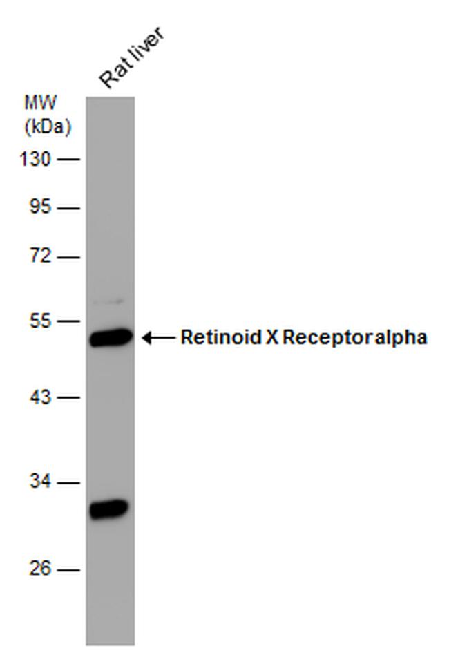 RXRA Antibody in Western Blot (WB)