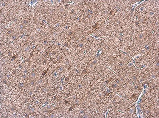 OMG Antibody in Immunohistochemistry (Paraffin) (IHC (P))