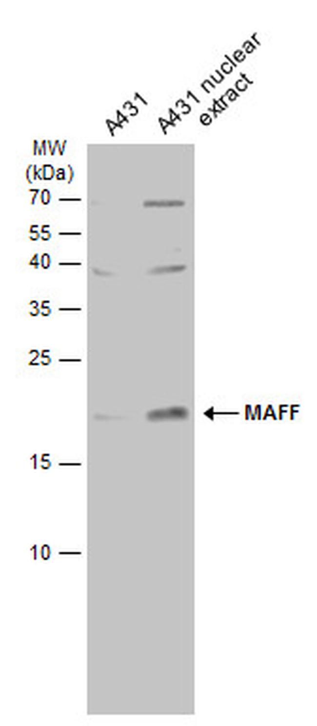 MAFF Antibody in Western Blot (WB)