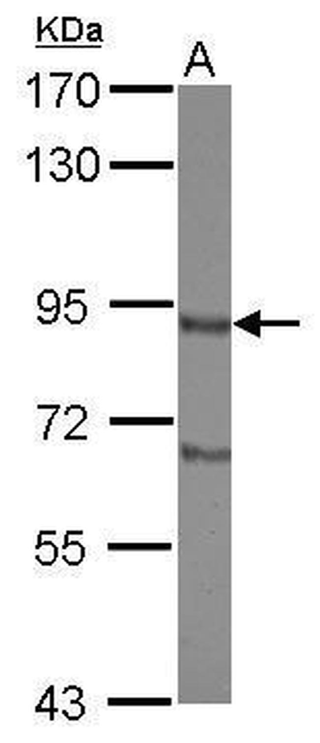 DISC1 Antibody in Western Blot (WB)