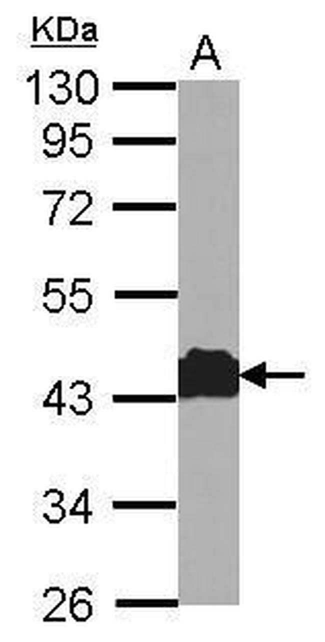 beta Actin Antibody in Western Blot (WB)