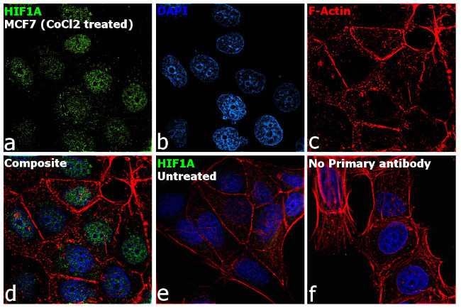 HIF1A Antibody in Immunocytochemistry (ICC/IF)