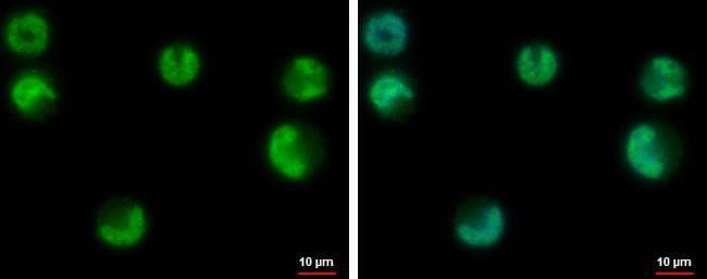 USP3 Antibody in Immunocytochemistry (ICC/IF)