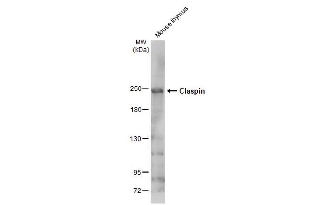 Claspin Antibody in Western Blot (WB)