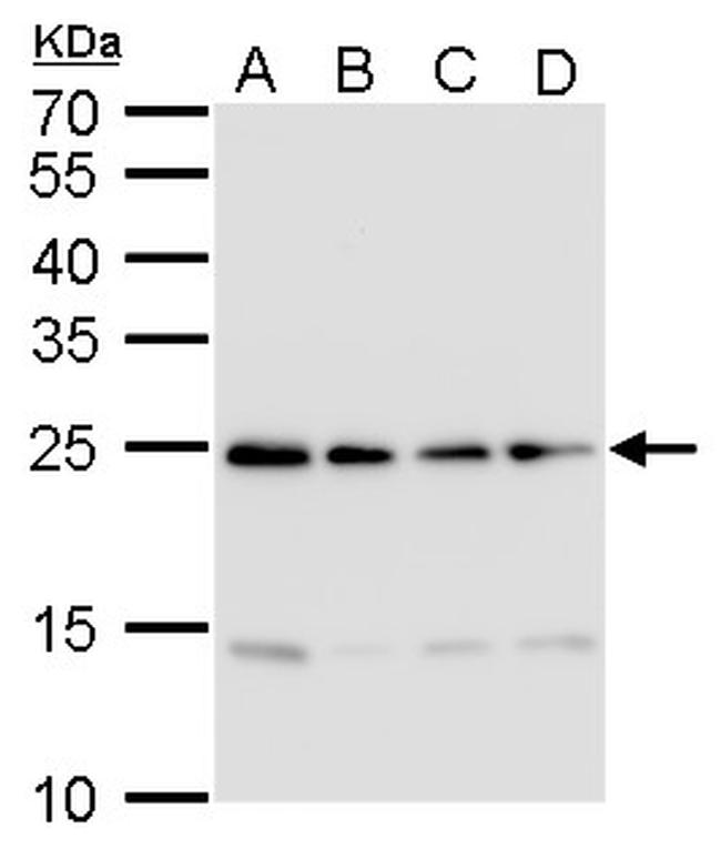 HMGB2 Antibody in Western Blot (WB)