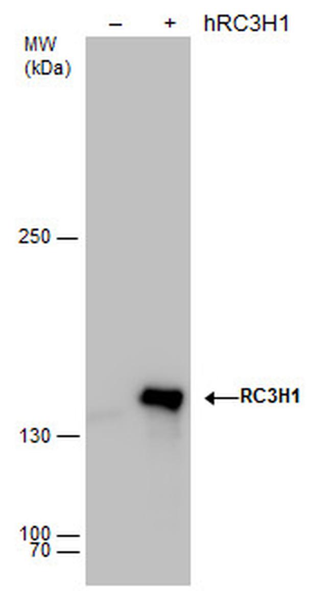 RC3H1 Antibody in Western Blot (WB)