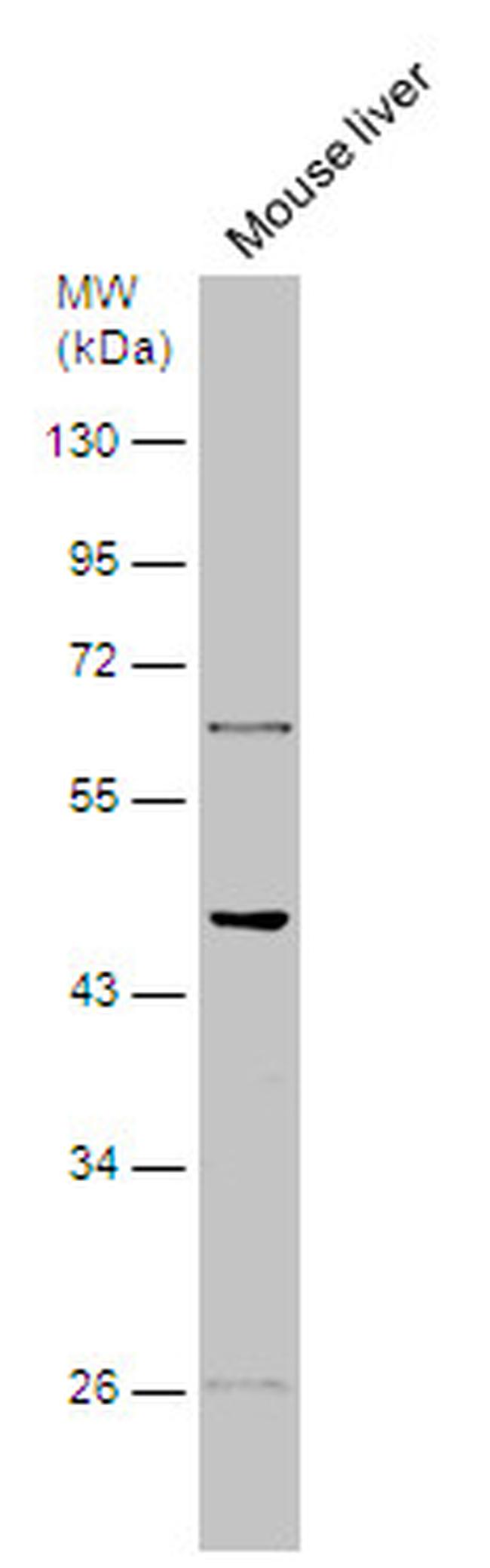 HTR2B Antibody in Western Blot (WB)