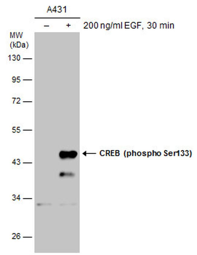 Phospho-CREB (Ser133) Antibody in Western Blot (WB)