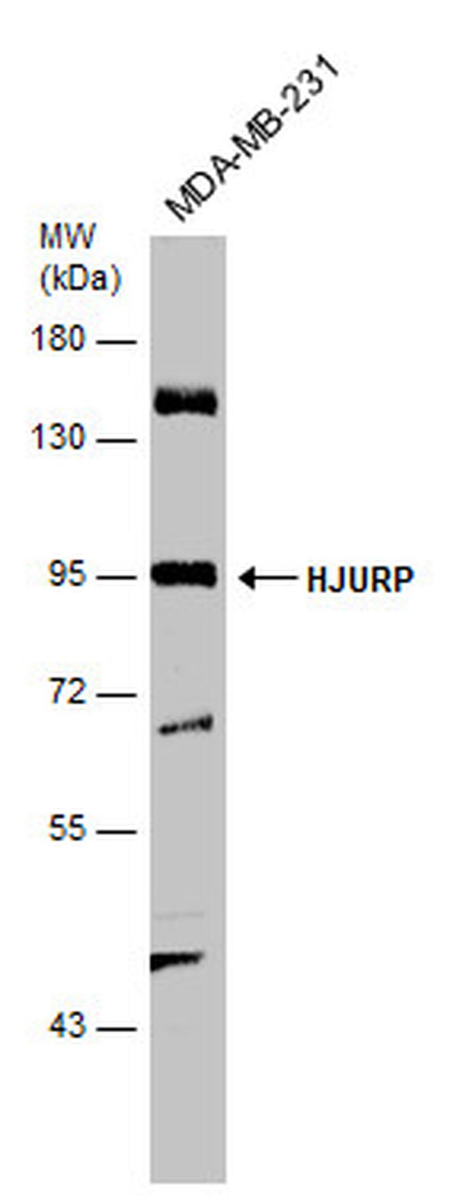 HJURP Antibody in Western Blot (WB)