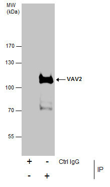 VAV2 Antibody in Immunoprecipitation (IP)