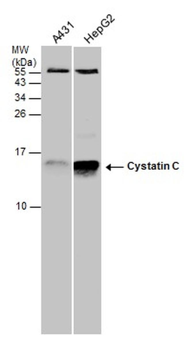 Cystatin C Antibody in Western Blot (WB)