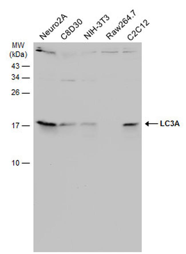 LC3A Antibody in Western Blot (WB)