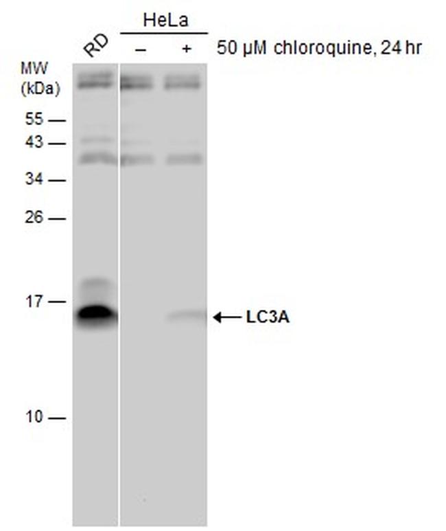 LC3A Antibody in Western Blot (WB)