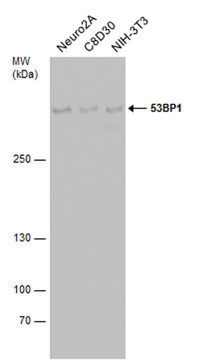 53BP1 Antibody in Western Blot (WB)